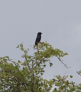 Black cuckoo (cuculus clamosus),  Tarangire N